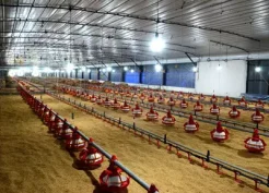 Птичник с напольной системой содержания птицы