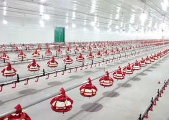 Птичник с напольной системой содержания птицы