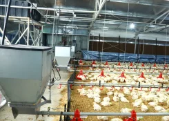 Птичник с напольной системой содержания птицы